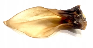 UCHO SARNY NATURALNE SUSZONE 1 SZT ZDROWY GRYZAK